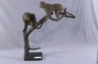 Formosan Rock-monkey Collection Image, Figure 4, Total 10 Figures
